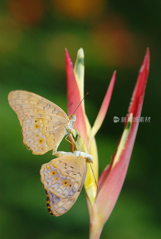 交配的豹纹蝴蝶(Phalanta phalantha)